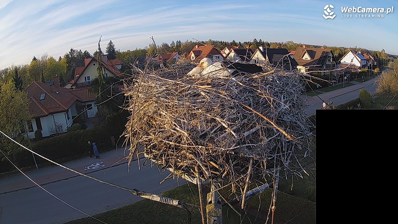 Pasłęk - gniazdo bociana białego - 27 kwiecień 2026, 19:22