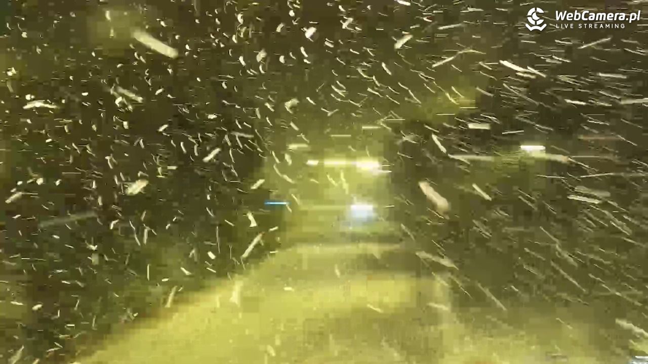 Kotelnica Białczańska - Remiaszów - 11 styczeń 2026, 17:44