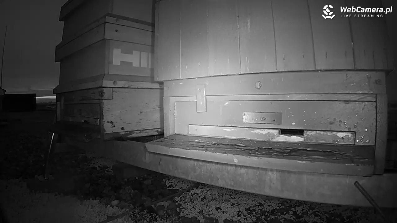 Pszczoły LIVE - 03 listopad 2025, 16:32