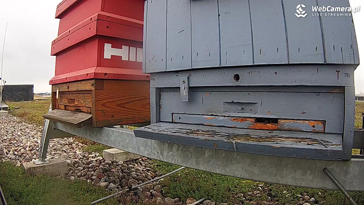 Pszczoły LIVE - 19 wresień 2025, 07:57