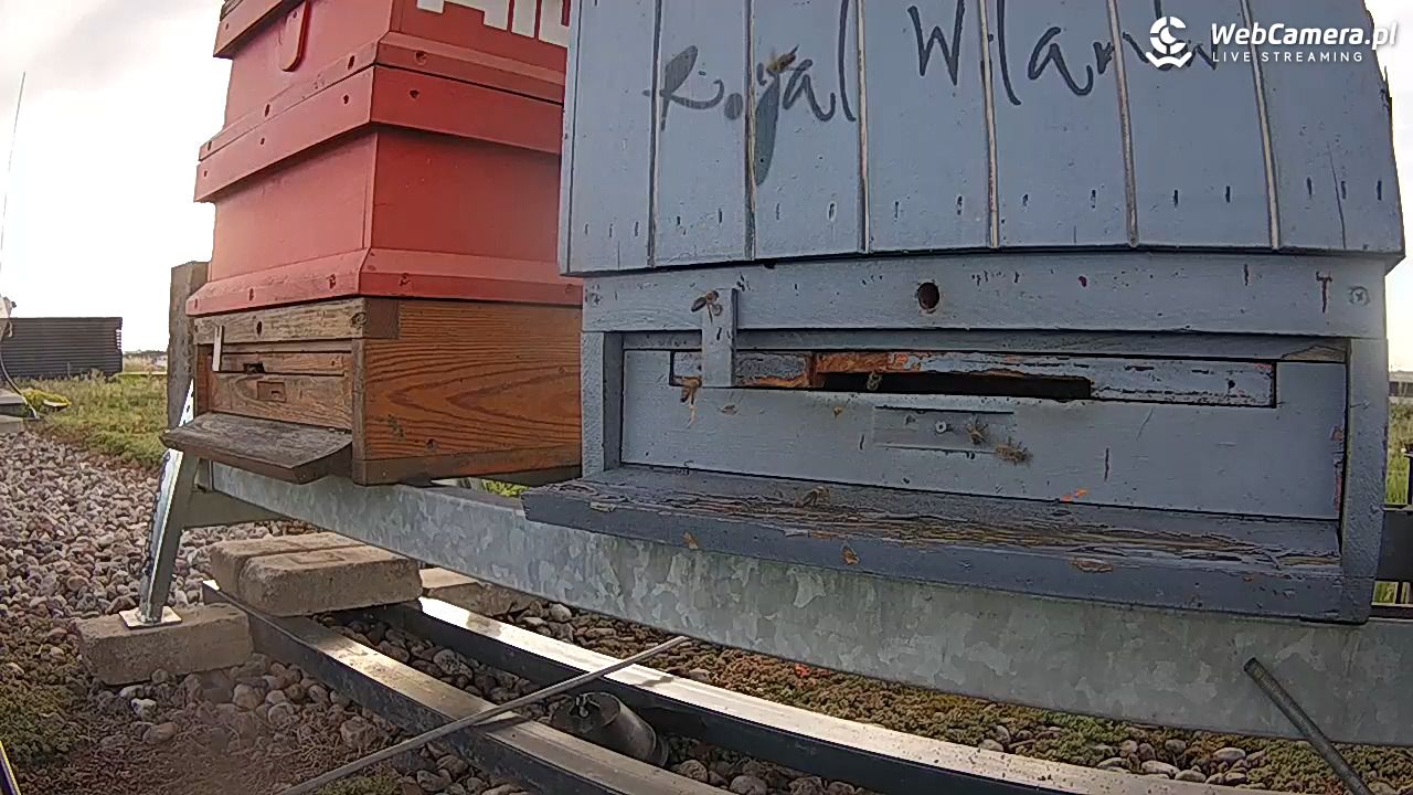 Pszczoły LIVE - 23 czerwiec 2026, 19:23