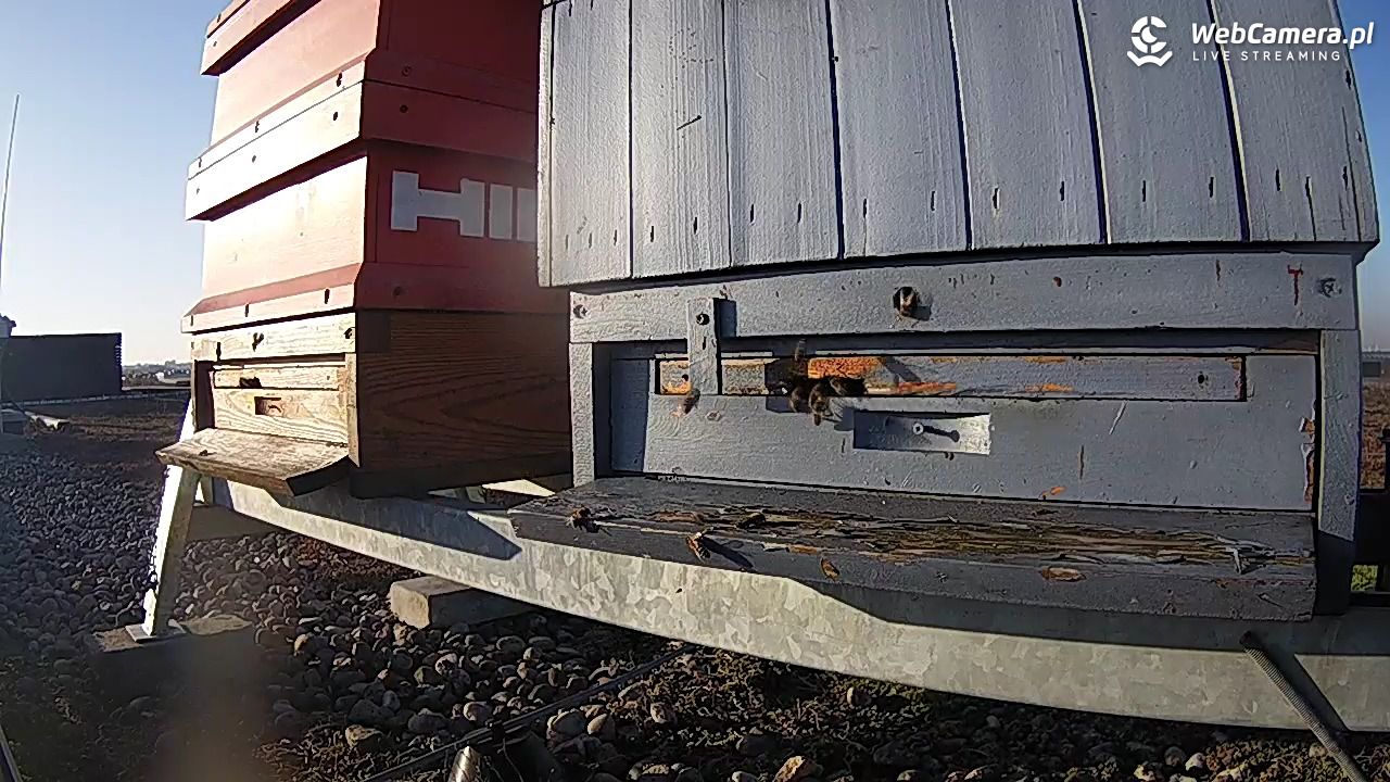 Pszczoły LIVE - 28 luty 2026, 15:51