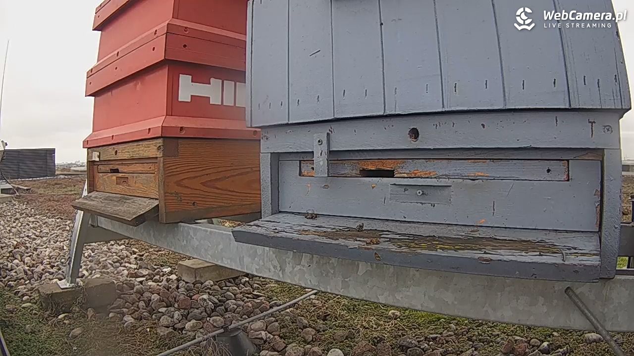 Pszczoły LIVE - 23 luty 2026, 13:33