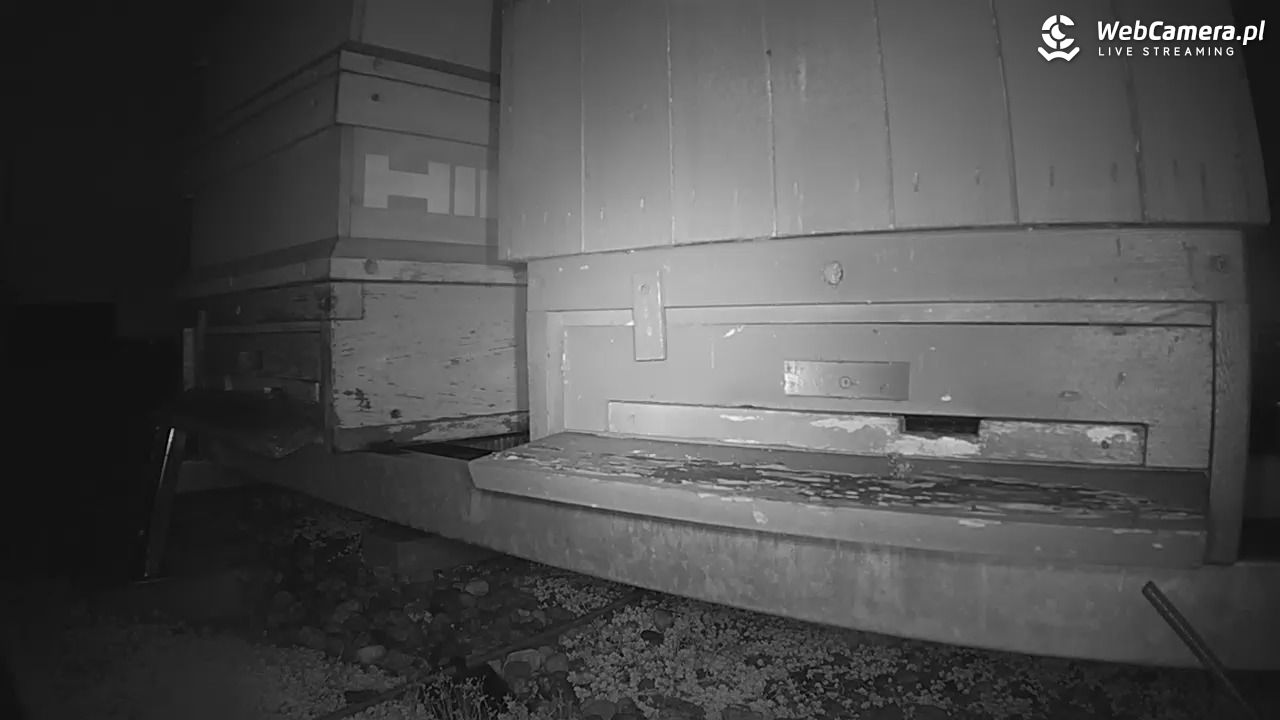 Pszczoły LIVE - 01 grudzień 2025, 16:53