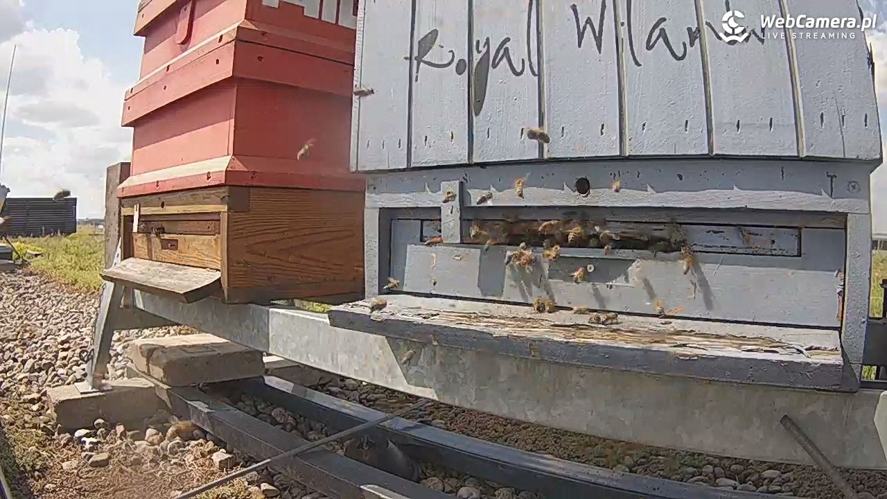 Pszczoły LIVE - 25 czerwiec 2026, 14:59
