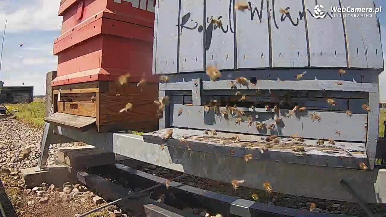 Pszczoły LIVE - 24 czerwiec 2026, 14:12