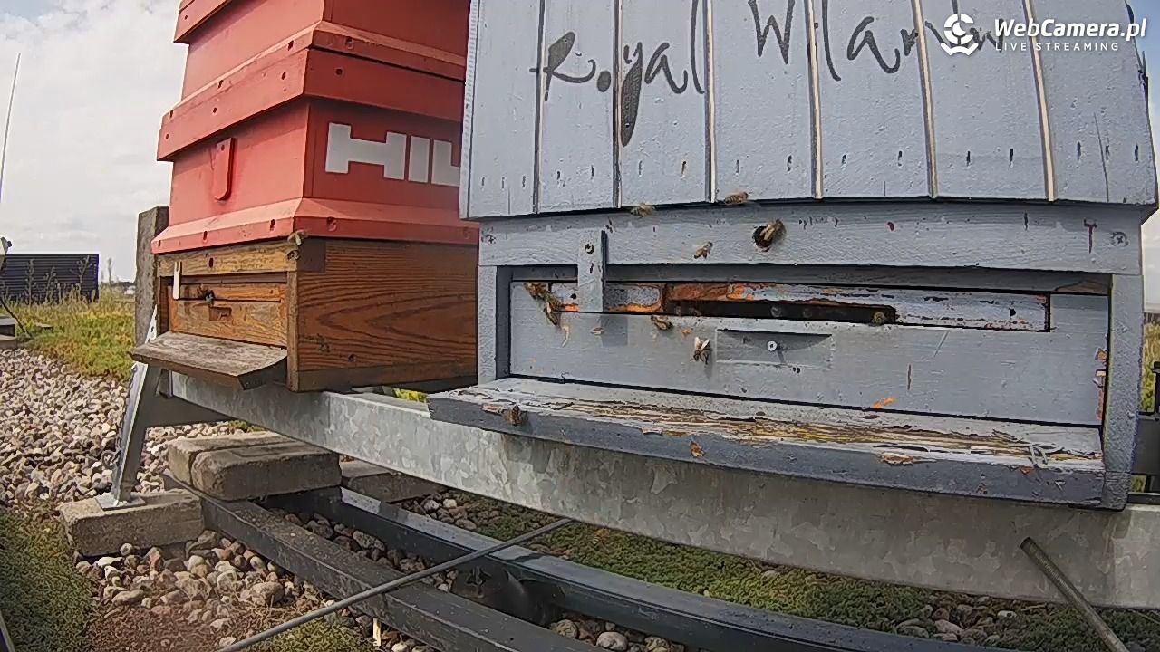 Pszczoły LIVE - 17 sierpień 2026, 13:34