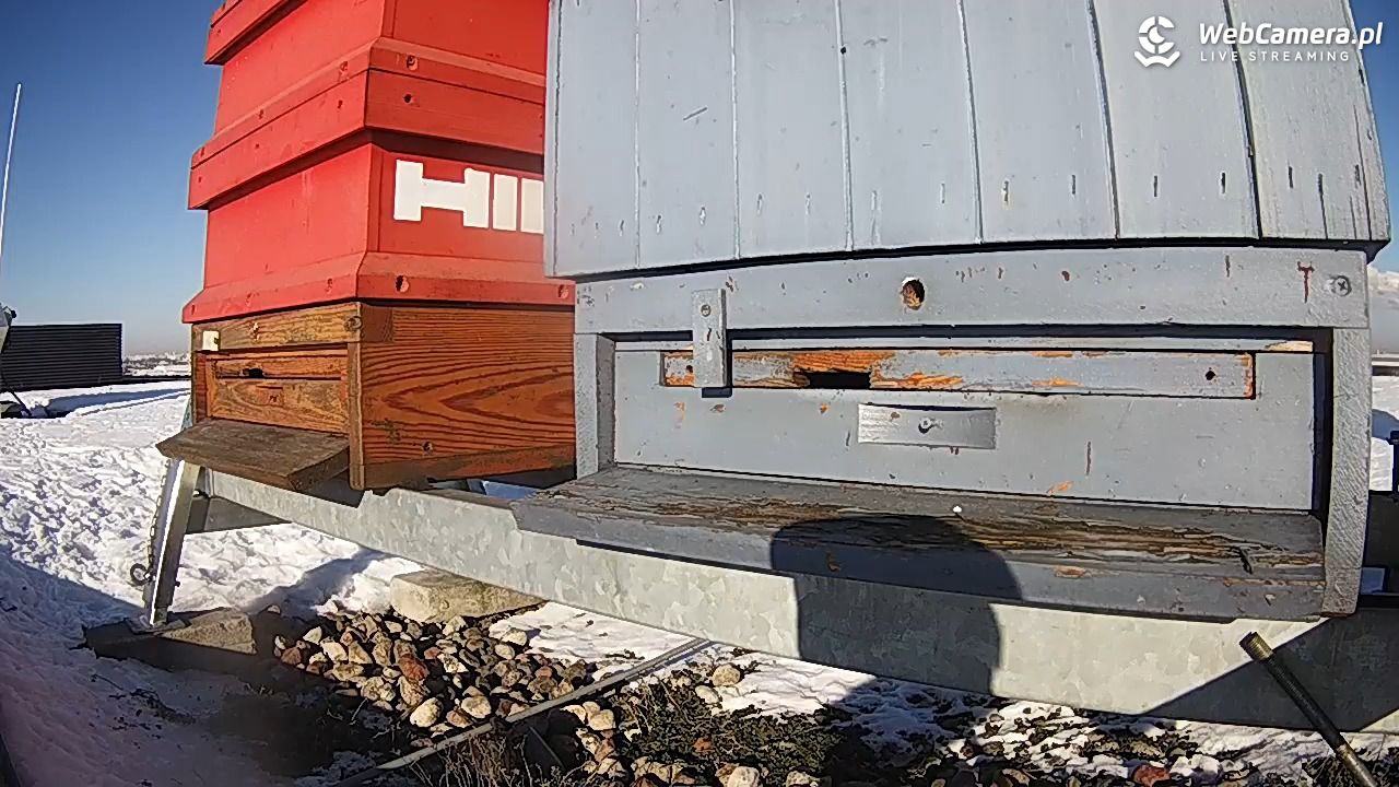 Pszczoły LIVE - 02 luty 2026, 09:48