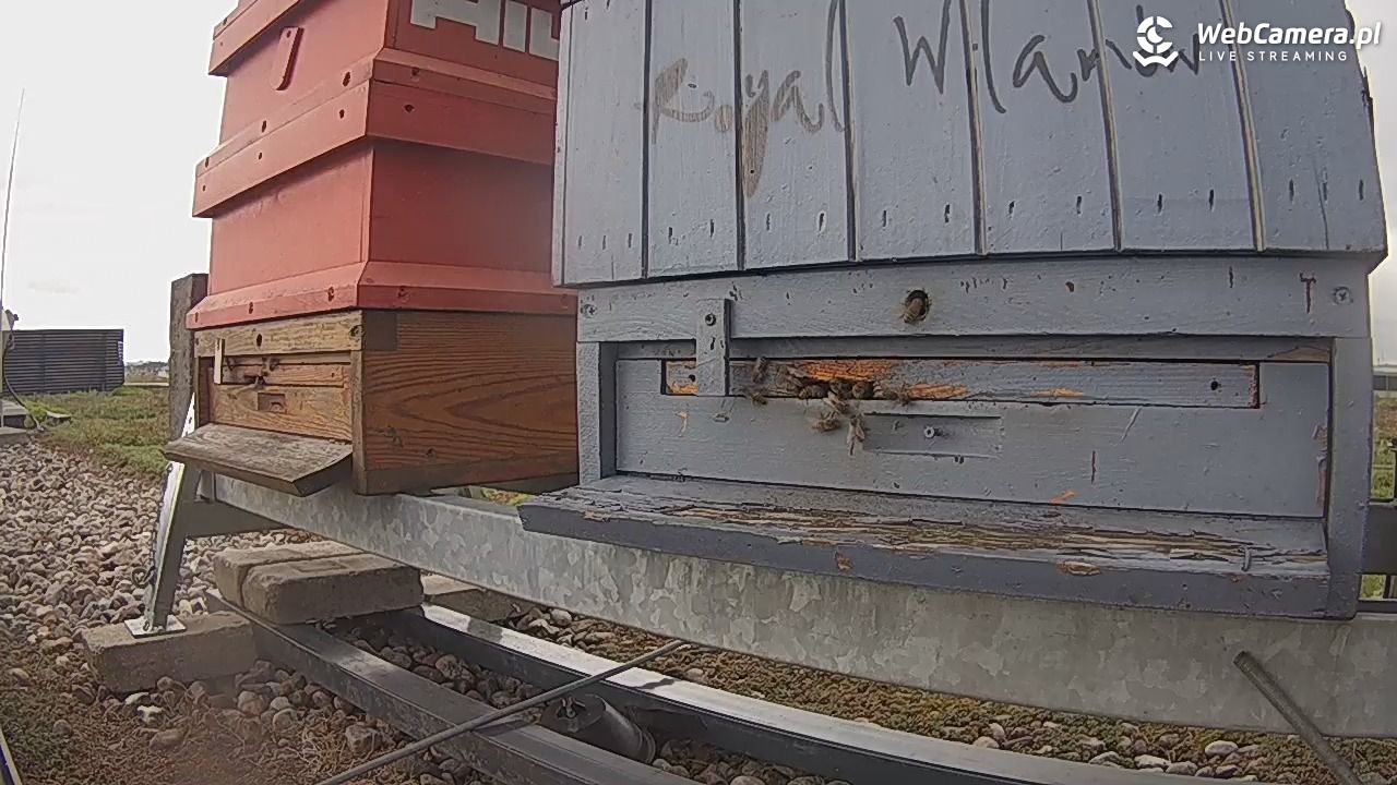 Pszczoły LIVE - 04 czerwiec 2026, 15:47