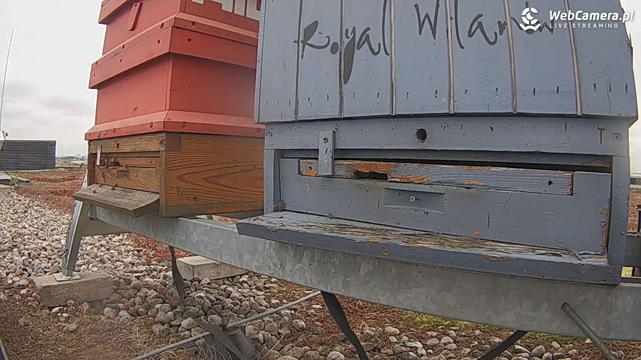 Pszczoły LIVE - 07 maj 2026, 11:50