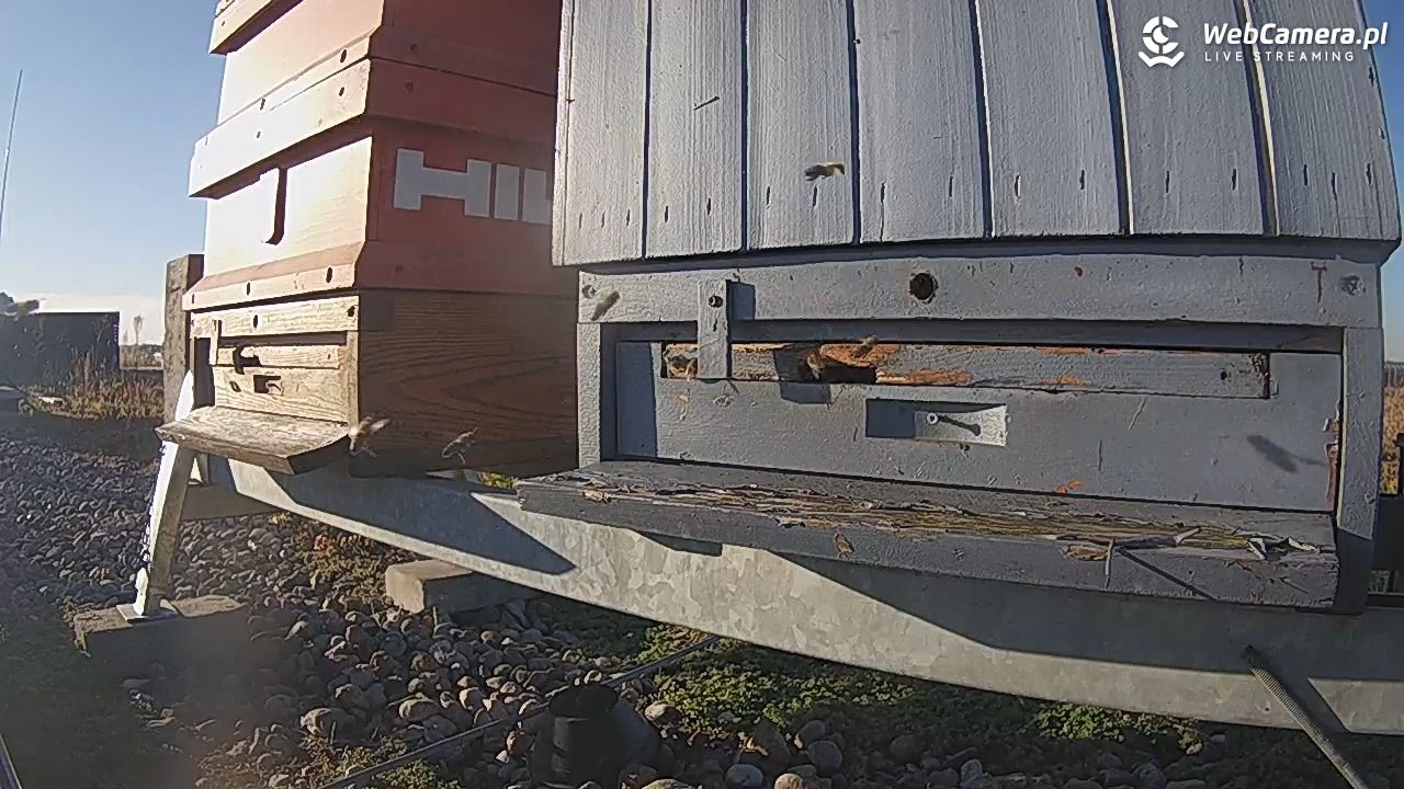 Pszczoły LIVE - 02 październik 2026, 16:44