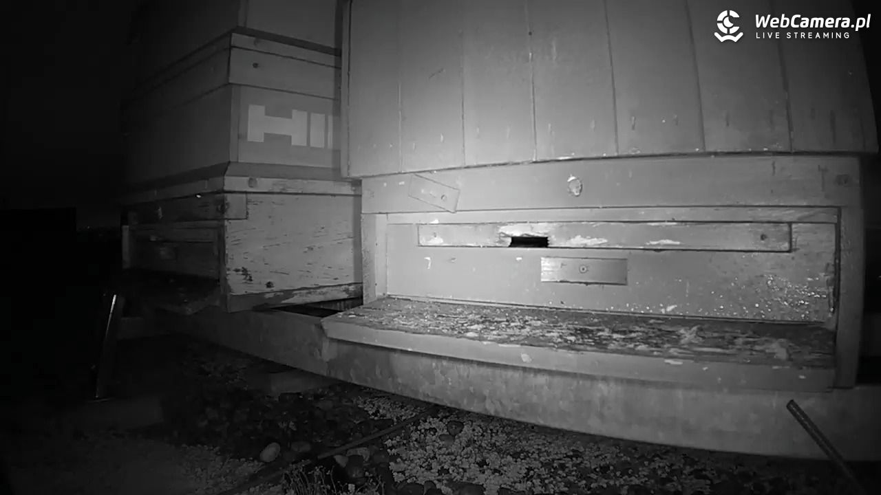 Pszczoły LIVE - 27 grudzień 2025, 18:52