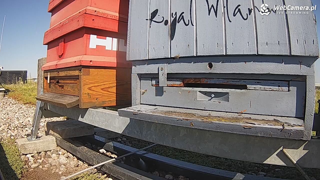 Pszczoły LIVE - 09 sierpień 2026, 09:53