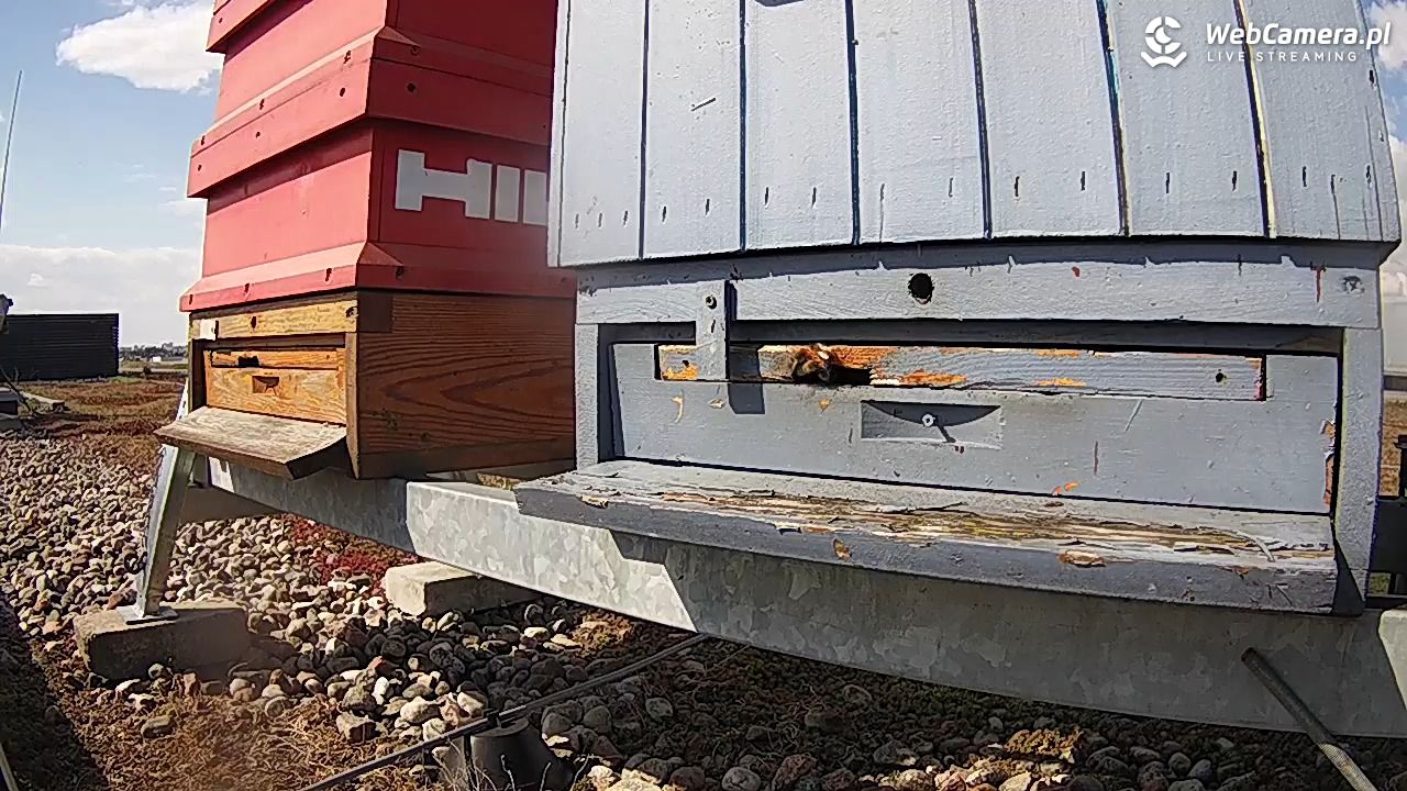 Pszczoły LIVE - 11 kwiecień 2026, 14:26