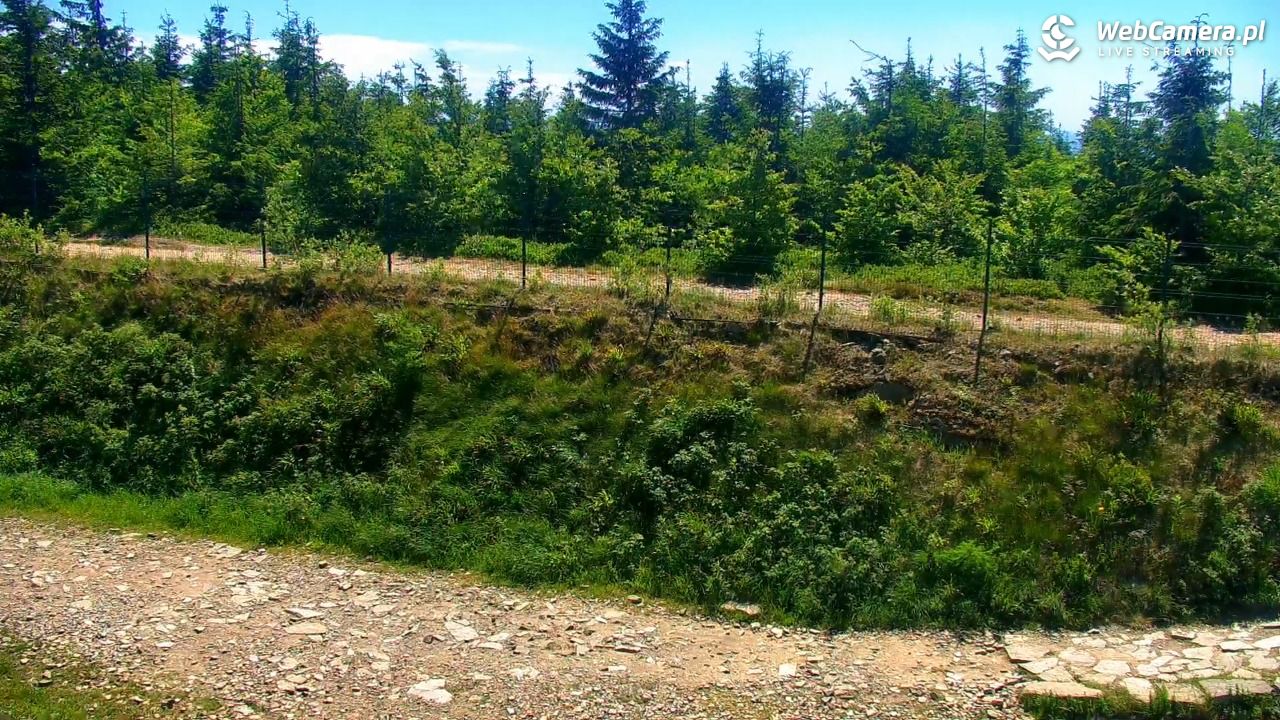 SZCZYRK MOUNTAIN RESORT - Zbójnicka Kopa - 30 czerwiec 2025, 12:07
